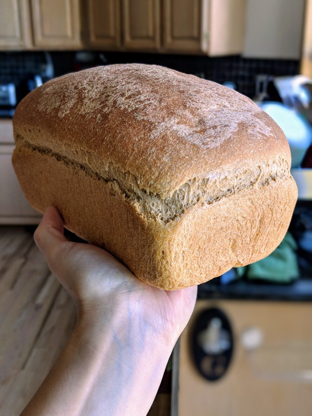 00100dPORTRAIT_00100_BURST20180602172703054_COVER